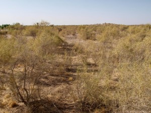 Matin Abad Desert Camp (07)  